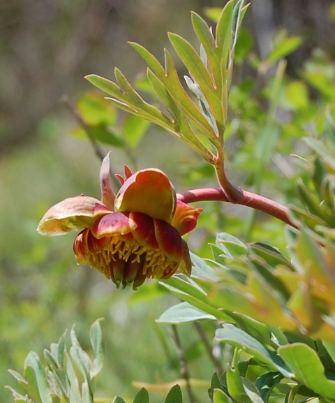 paeonia brownii